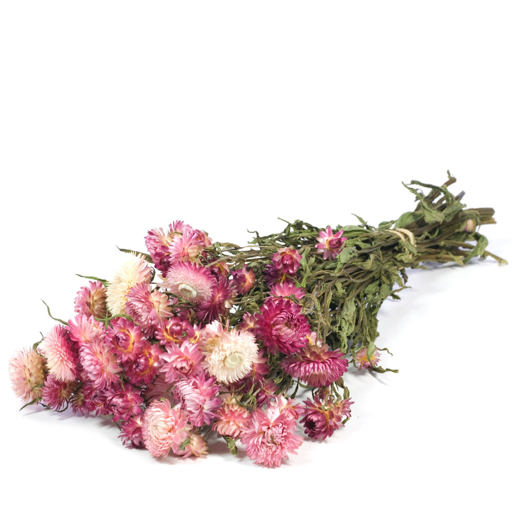 Þurrkuð blóm - helichrysum natural pink