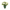 Blómavasi - Tree frog