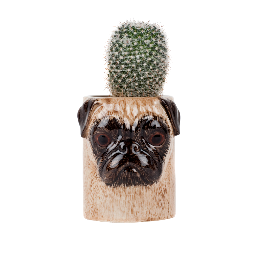 Ílát - Pug fawn