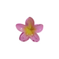 Hawaiian Flower Clip - Paradise Pink