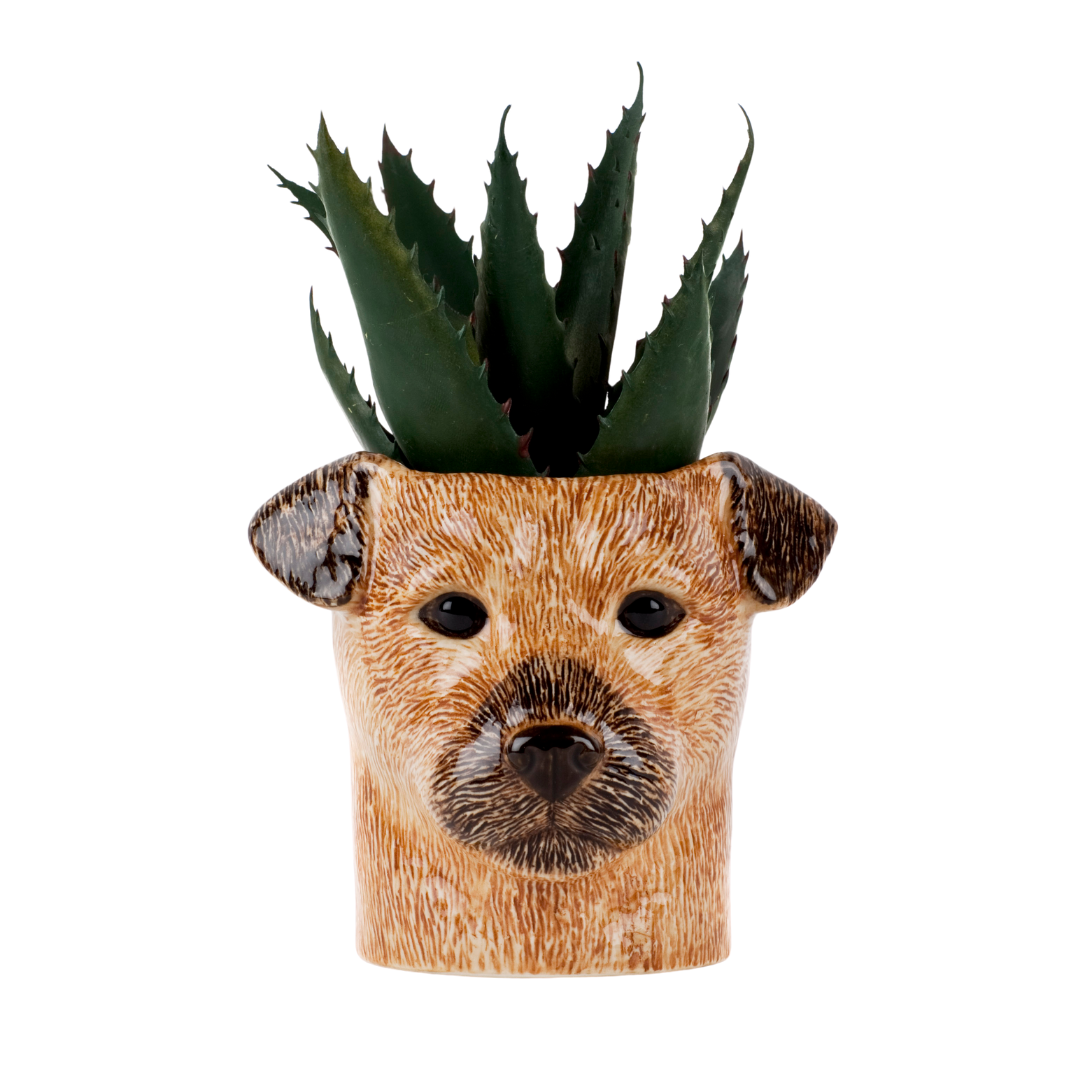 Ílát - Border terrier