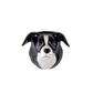 Veggvasi - Border collie