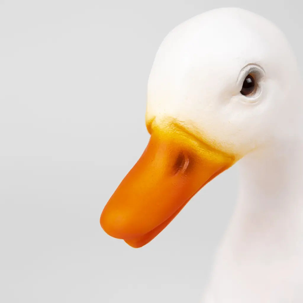 Lampi - Duck