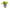 Veggvasi - Harbour seal