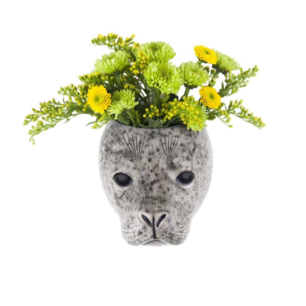 Veggvasi - Harbour seal