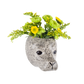 Veggvasi - Harbour seal