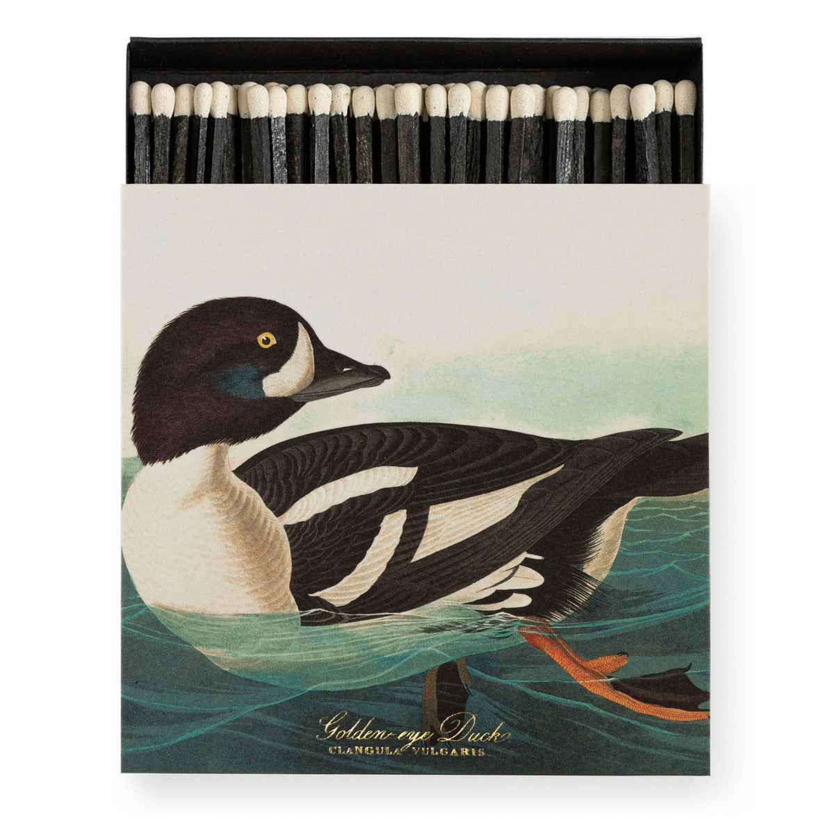 Eldspýtur - The Golden-eye Duck