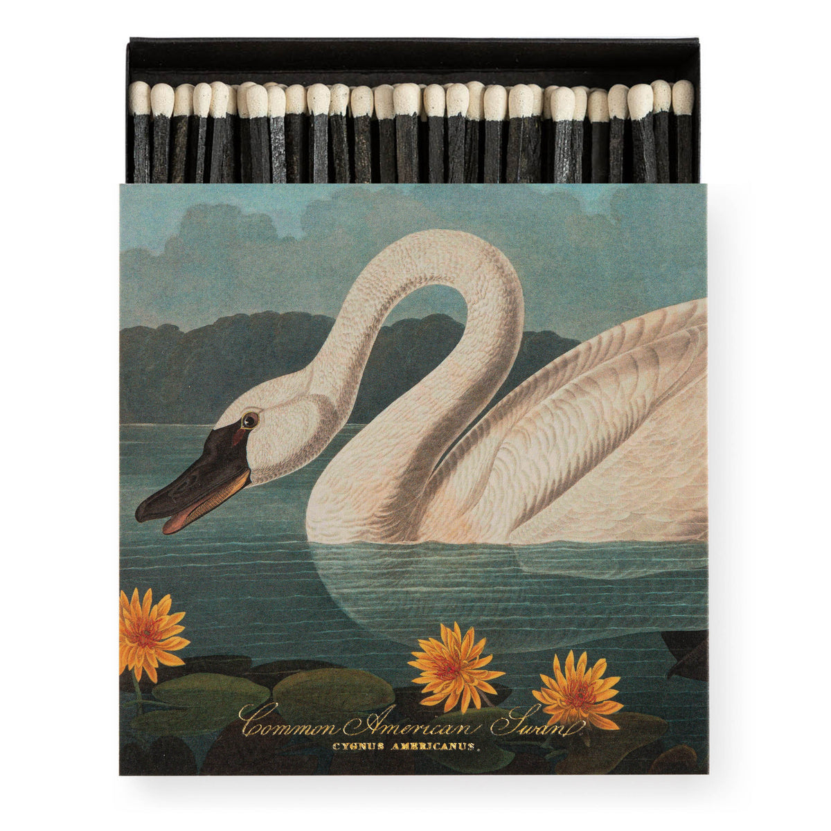 Eldspýtur - The Common American Swan