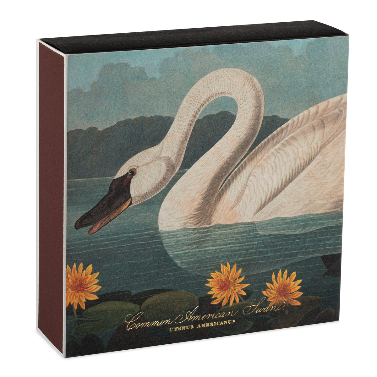Eldspýtur - The Common American Swan