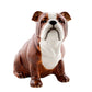 Sparibaukur - English bulldog