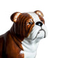 Sparibaukur - English bulldog
