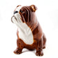 Sparibaukur - English bulldog