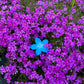 Hawaiian Flower Clip - Pacific Breeze
