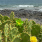 Hawaiian Flower Clip - Tropical