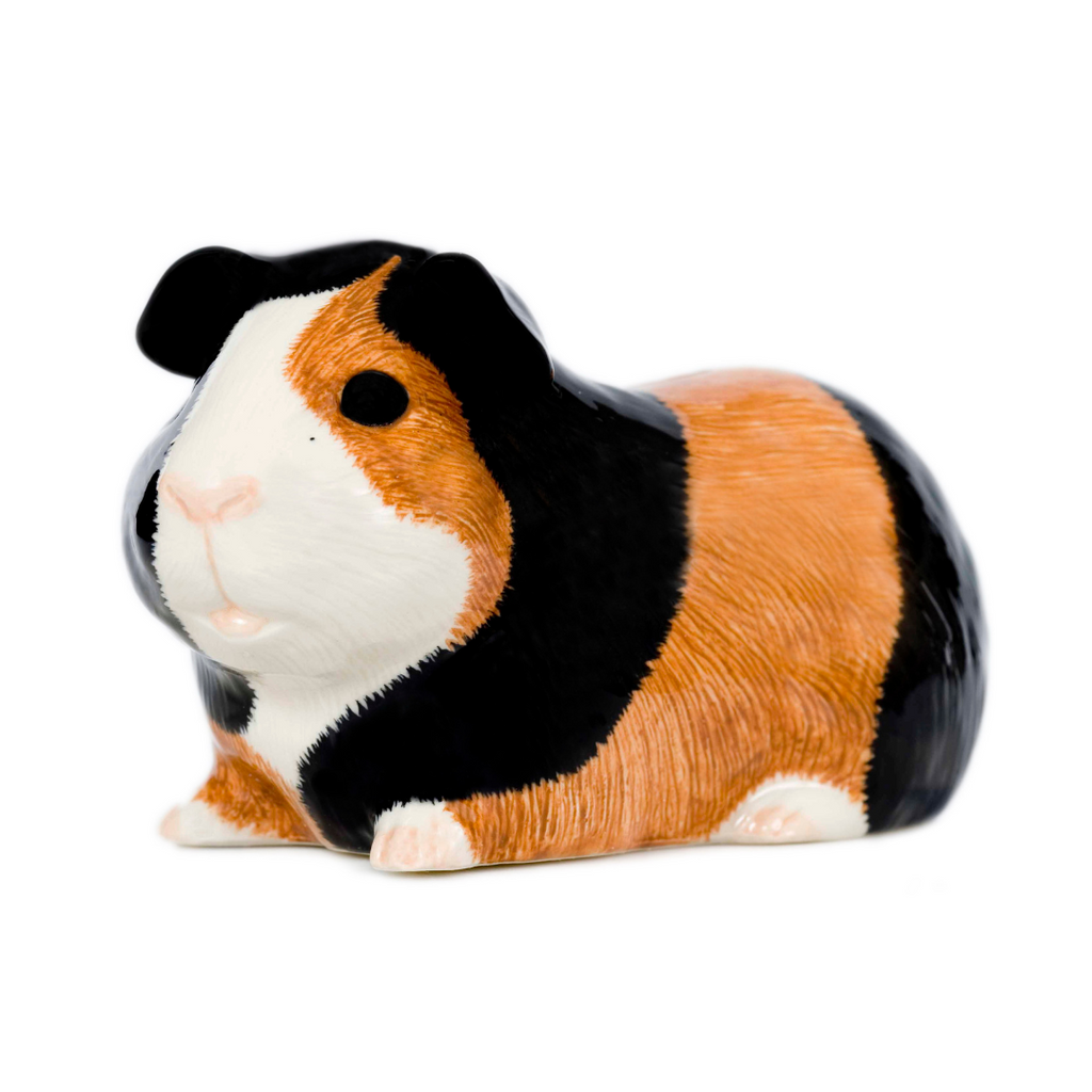 Sparibaukur - Guinea pig multi
