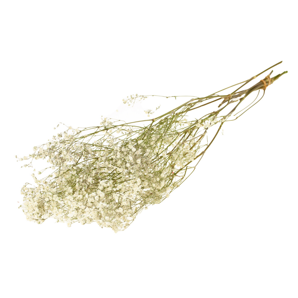 Þurrkuð strá - gypsophila dried natural white