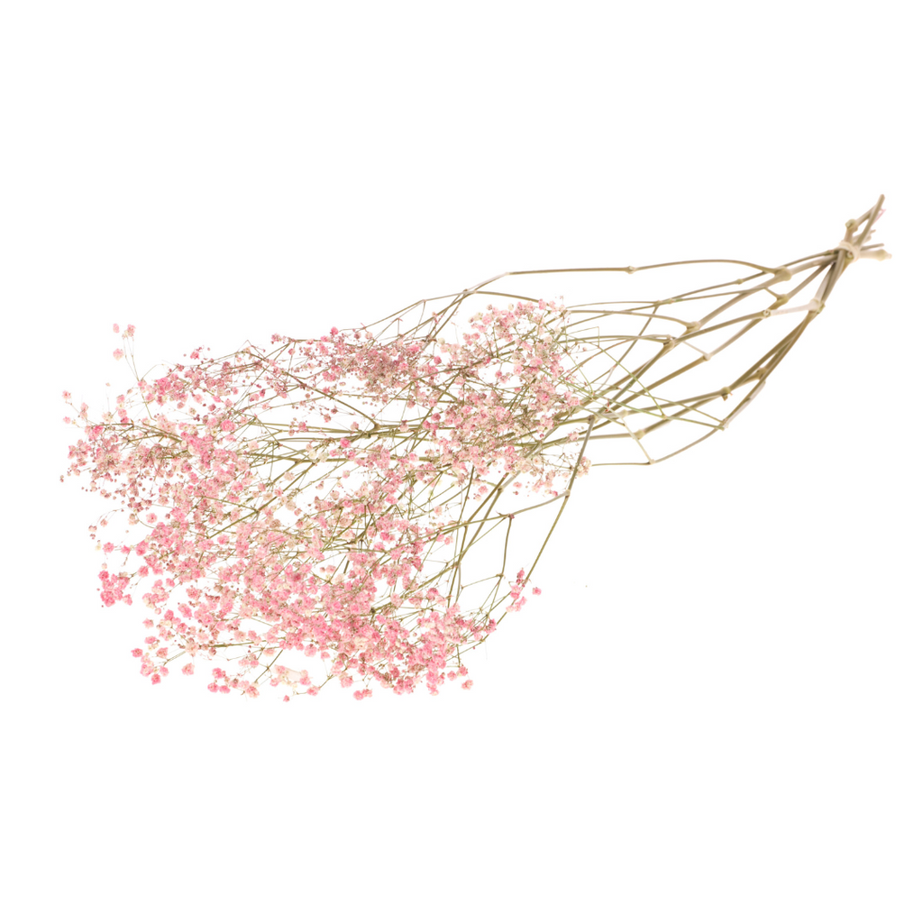 Þurrkuð strá - gypsophila dried pink