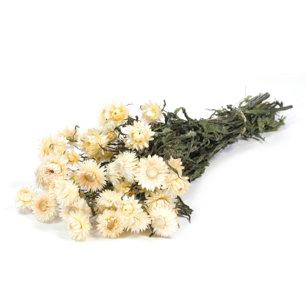Þurrkaður blómvöndur - helichrysum natural white